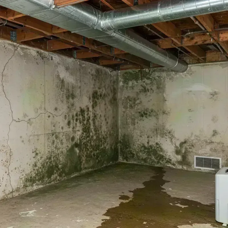 Professional Mold Removal in Clifton, CO